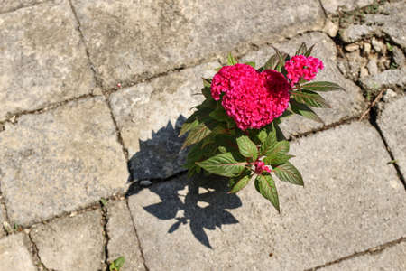 Celosia cristata rises from the soil through the gaps between the calcareous ground for growth and survival.の写真素材