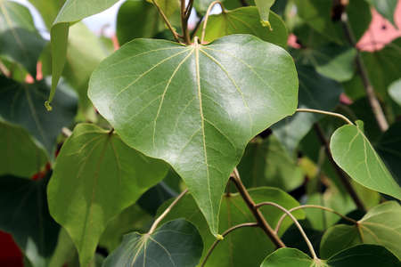 Bodhi leaves that begin to grow strong even in the sun are still durable. Everything is naturalの写真素材