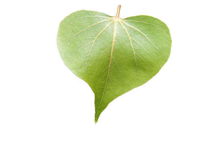 Bodhi Leaf In close range, sunlight shines down until the veins of Bodhi Leaf split on a white background.の写真素材