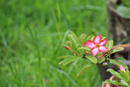 The azalea flowers are in full bloom, receiving the spray of water until moist on a rainy day.