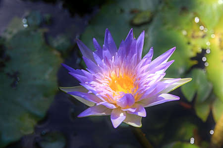 The lotus flower hits the evening sun, creating more beautiful colors with tiny bokeh.の写真素材