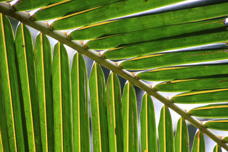 Coconut leaves, even when cleft But also obscures sunlight to reduce heatの写真素材