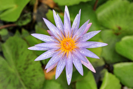 After the rain, the lotus flower was full of water droplets.の写真素材