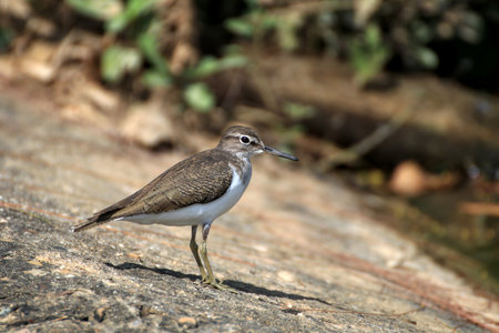 Sandpiper (actitis hypoleucos) is looking for worms and insects.の写真素材