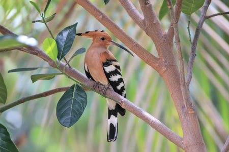 Hoopoe (Scientific name: Upupa epops) perched in the shade of trees. It is a rare bird in Thailand.の写真素材
