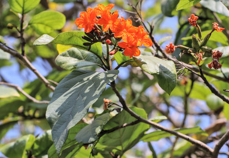 Cordia sebestena is a small tree with bright red flowers. There is an edible white fruit.