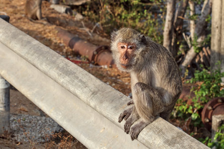 An old monkey sat in the sun at the iron fence on the roadside.の写真素材
