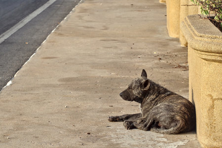 A stray old dog sunbathing by the footpath in the morning sun.の写真素材