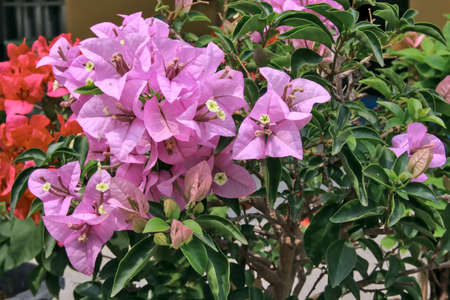 Close-up of bougainvillea flowers blooming in the sun.の写真素材