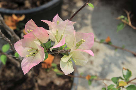 Close-up of white bougainvillea flowers blooming in the scorching heat.の写真素材