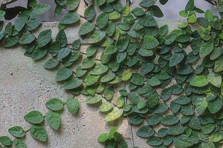 Air purifying ivy, or Ficus pumila, is planted on a brick wall. Grow indoors to maintain a good environment.の写真素材