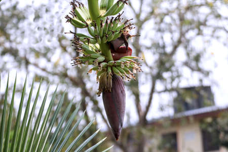 Bananas begin to bear fruit and grow. It is a product that is pleasing to gardeners.の写真素材