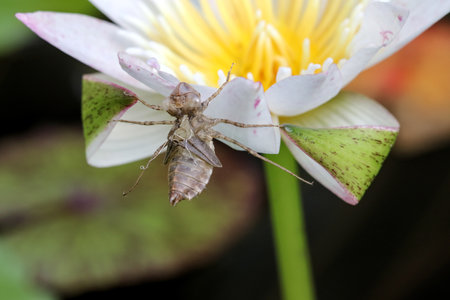 Flying insects have sharp, hook-like legs. Stuck on the lotus petals and refused to fall, causing himself to die.の写真素材