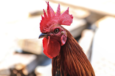 Most male chickens have a large red crest on their head.の写真素材