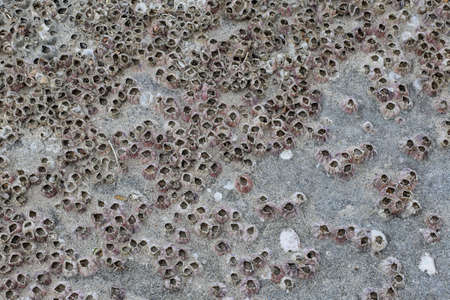 Close-up of a barnacle living on a rock near the beach. They are marine creatures that cling to rocks or cement piles in the water.の写真素材
