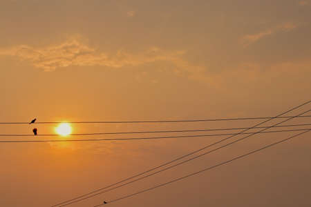 The golden sky is so beautiful A pigeon perched on a high-voltage power line, seen as a shadow.の写真素材