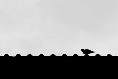 Black and white photo of a pigeon perched on the roof of a house. white sky backdropの写真素材