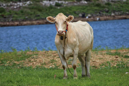 The female bull is white and plump. Indicates the abundance of food and good care. standing on the grass There is a canal in the backの写真素材