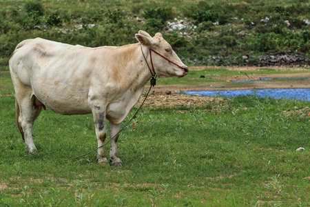 The female bull is white and plump. Indicates the abundance of food and good care. standing on the grass There is a pool next to it.の写真素材