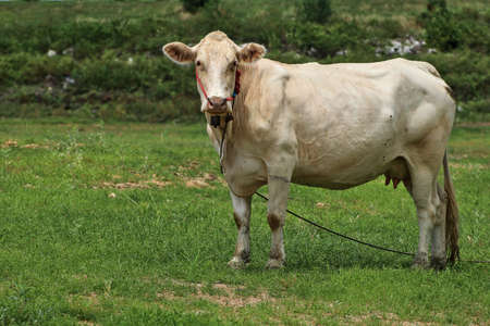 The female cow is white and fat. It represents the abundance of food and good care. standing on the green meadowの写真素材