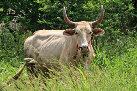 The albino cow has a large pair of horns. It has beautiful curves and looks awesome at the same time.の写真素材