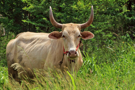 The albino cow has a large pair of horns. It has beautiful curves and looks awesome at the same time.の写真素材