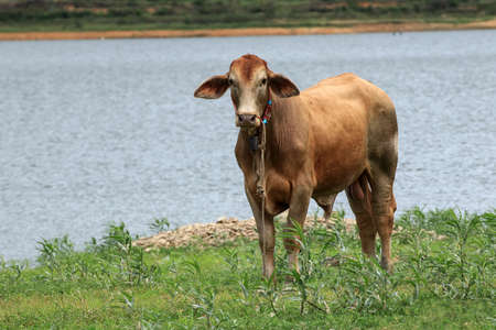 The brown cow stood still and looked. on the green grass beside a large pondの写真素材