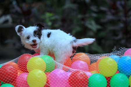 Little white dog with a plastic ballの写真素材