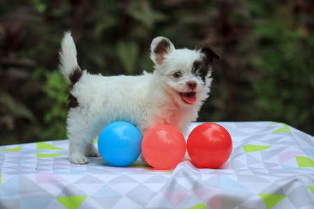 Little white dog with a plastic ballの写真素材