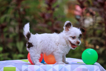 Little white dog with a plastic ballの写真素材