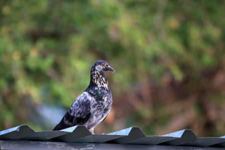 spotted pigeons on metal sheet roof green blur background from treesの写真素材