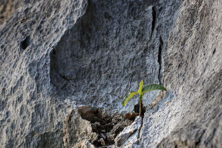 Trees are trying to grow in the rocky grooves of the mountains.の写真素材