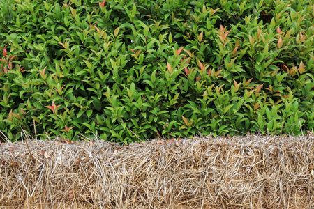 chair made of straw with green trees in the background