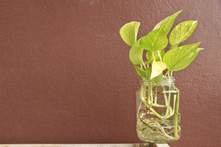 Red orange background with spotted betel in a clear glass bottle. until he saw its rootsの写真素材