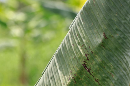 Banana leaves are damaged by insects. The background is blurred in bright green.の写真素材