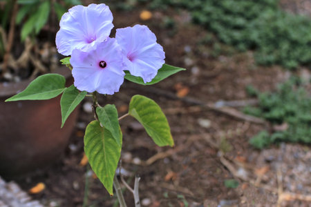 Purple morning glory (Ipomoea pes-caprae)の写真素材
