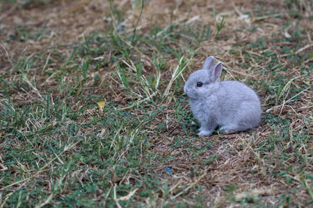 Netherland Dwarf rabbit sitting in the lawnの写真素材