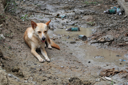 The dog lies in a puddle of water to cool off.の写真素材