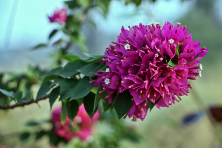 Close-up shot of bougainvillea in full bloom.の写真素材