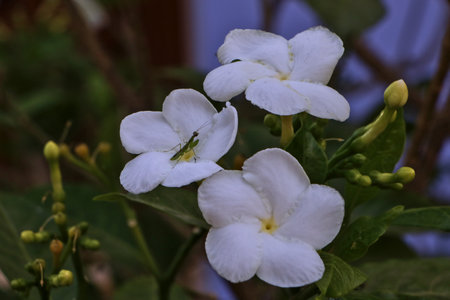 Grasshopper perched on a white flower with green and blue leaves as background.の写真素材