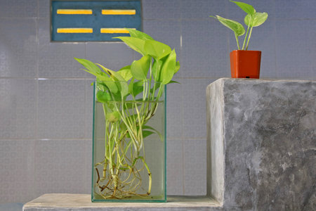 Pothos in a square glass vase is perfect for purifying the air in the bathroom.の写真素材