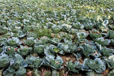 Close-up of green cabbage plants in an outdoor garden damaged by pests.の写真素材