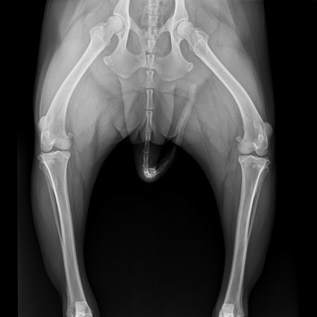 X-ray film pelvis to knee joint of dog anterior view- veterinary medicine and Veterinary anatomy concept- black and white colorの写真素材