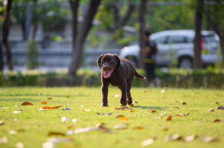 Happy Chocolate Labrador puppy dog walking on playground green yard