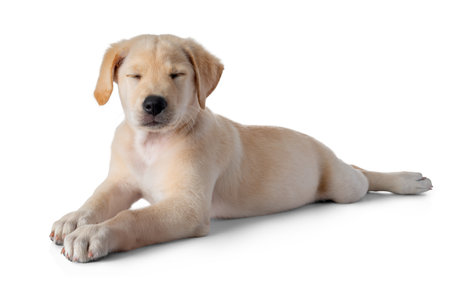 Puppy Labrador Retriever dog takes a nap while practice patience- isolated on white backgroundの写真素材