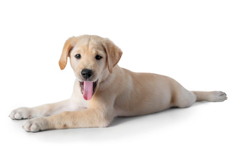 Puppy Yellow Labrador Retriever lay down and tongue out- two months old- isolated on white backgroundの写真素材