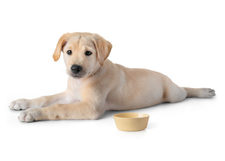 Puppy Yellow Labrador Retriever dog laying and practice patience while training to wait for some food- isolated on white backgroundの写真素材
