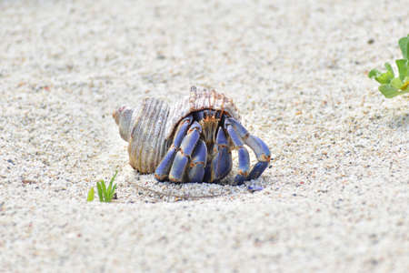 Yadkari walking on the sandy beach
