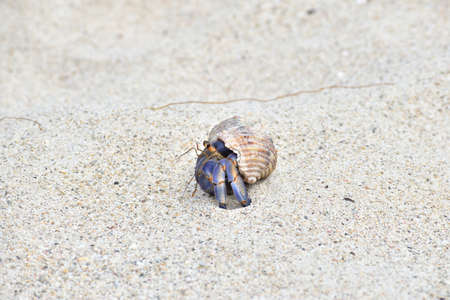 Yadkari walking on the sandy beach