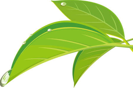 Image illustration of a drop of water that seems to fall from a leafのイラスト素材